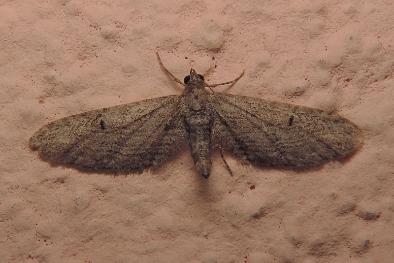 Eupithecia unedonata MABILLE, 1868